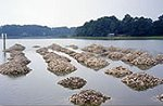 Chesapeake Bay program oyster reefs