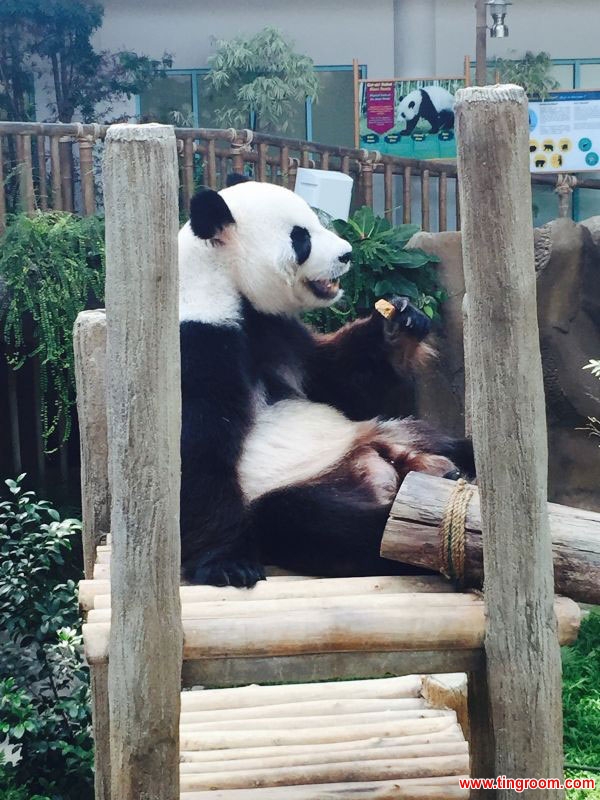 The baby giant panda "Nuan Nuan". [Photo by Bai Yuzhu of the Chinese embassy in Malaysia]  
