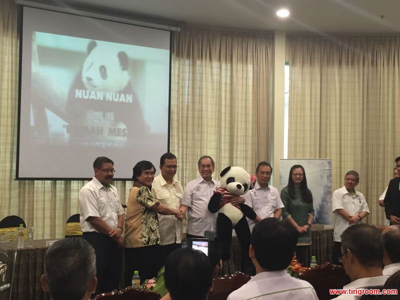The baby giant panda born in Malaysia is named "Nuan Nuan". [Photo by Bai Yuzhu of the Chinese embassy in Malaysia]
