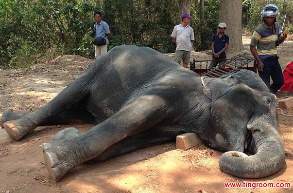 Over 22,000 people have signed an online petition, calling for an end to elephant riding in a Cambodian park.