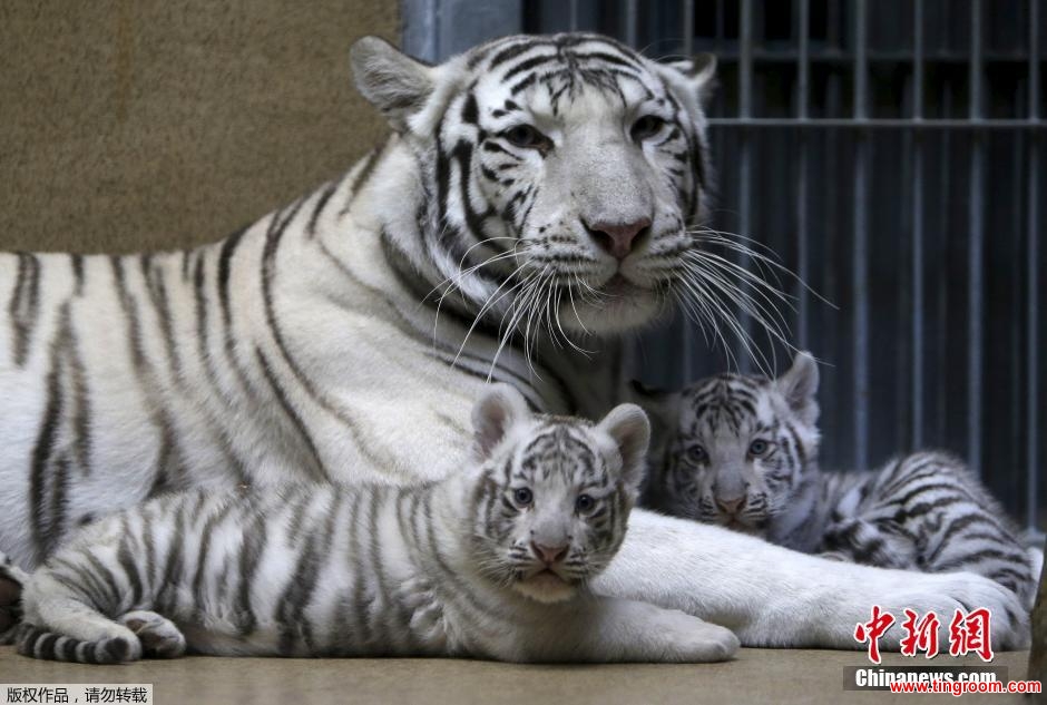 These tiger cubs weigh 6 kilos 13 pounds, and were born two months ago.