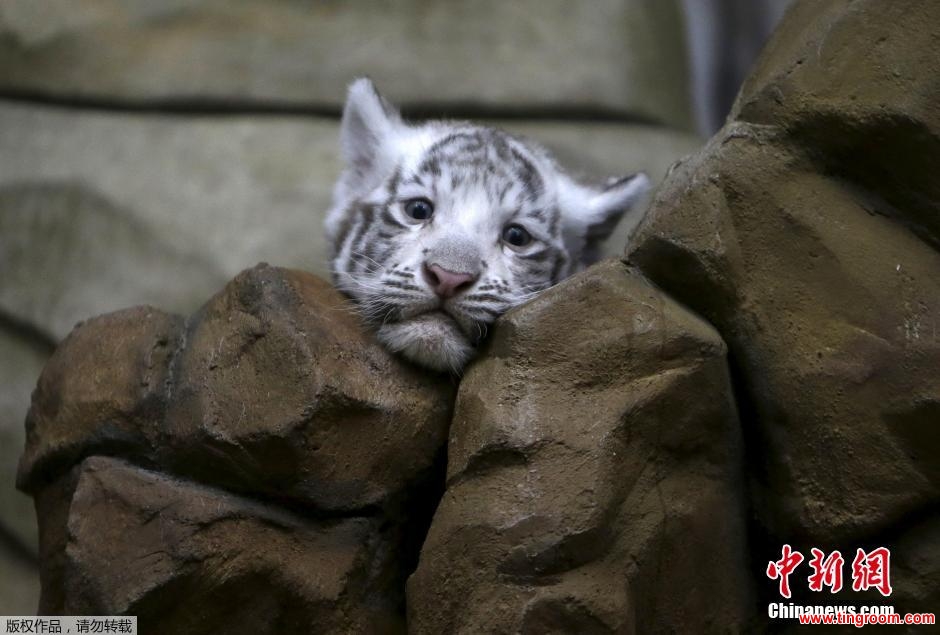 White tigers are rare as they stand out in the jungle, hindering efforts to catch prey.