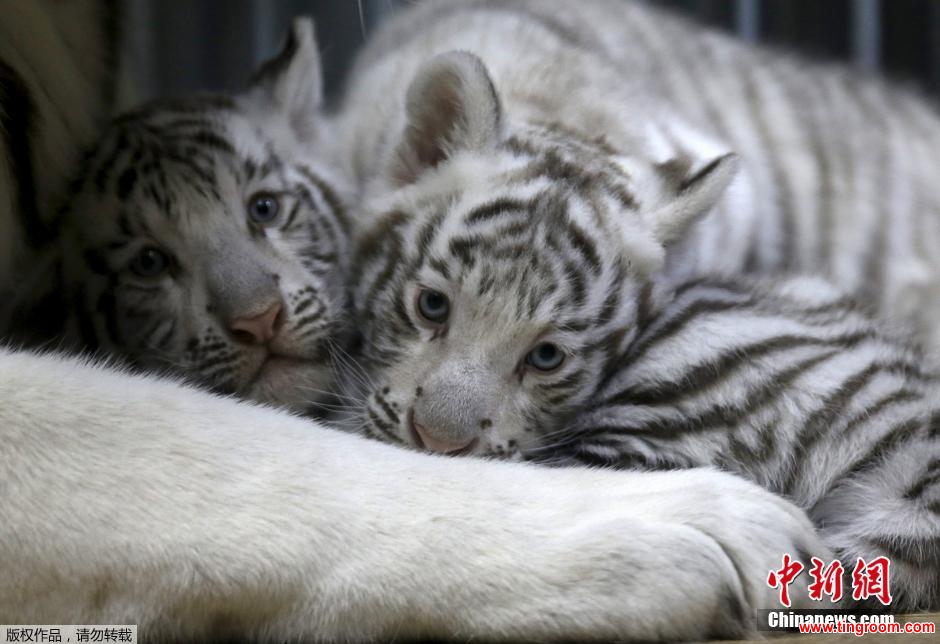 These tiger cubs weigh 6 kilos 13 pounds, and were born two months ago.