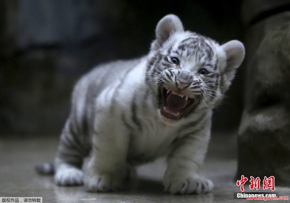 Two extremely rare Bengal white tiger cubs have been born at the wildlife center of the Czech Republic