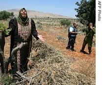 Palestinian farmer Aisha Jaber, 47, wails in front of her olive grove which was cut by Israeli settlers as Israeli security men stand close to her, 11 June 2006
