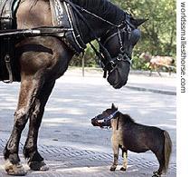 Thumbelina next to an average size horse