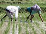 rice paddy.jpg